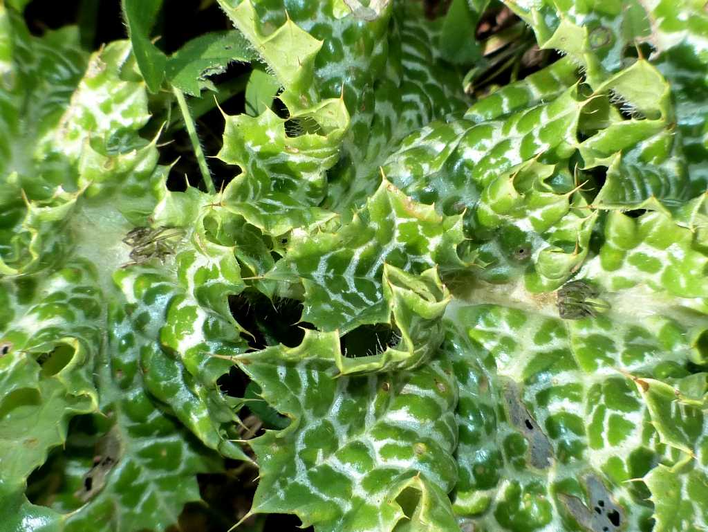 Ragni rannicchiati sulla vegetazione - Tolfa (RM)